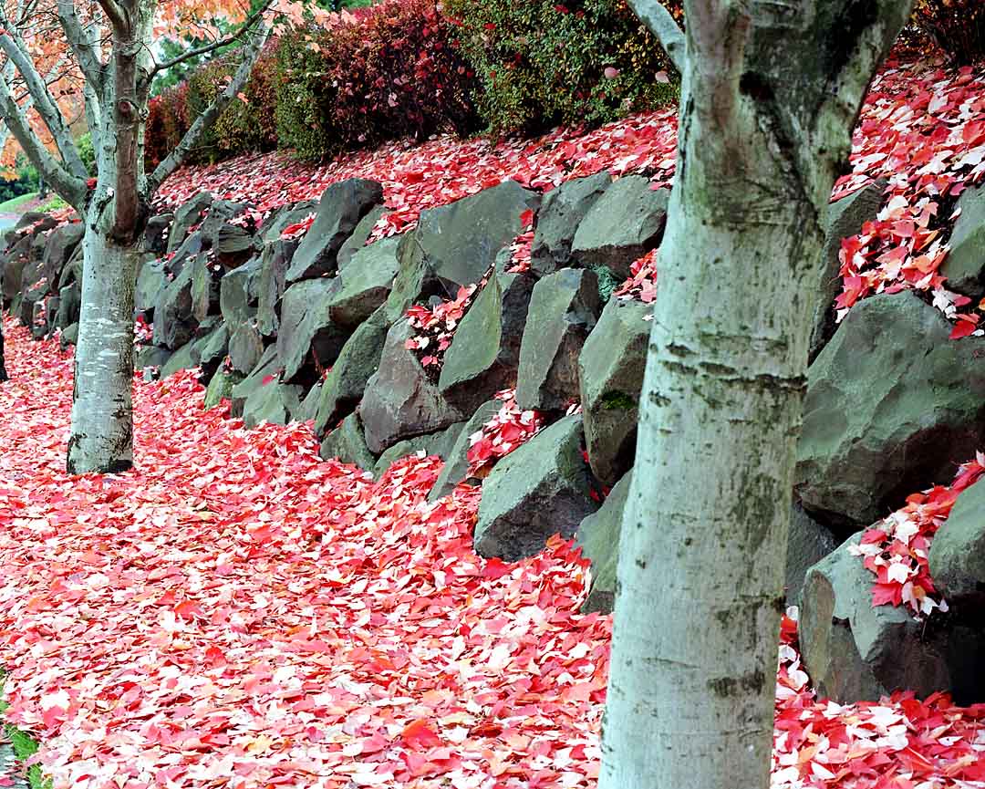 Autumn Leaves #6, Tualatin, Oregon, USA, 2001
