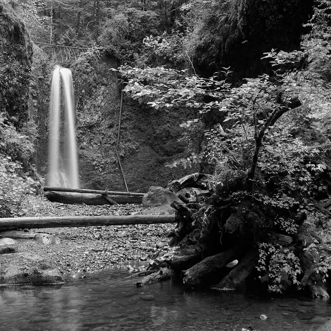 Fallen Tree #5, Multnomah Falls, Oregon, USA, 2002