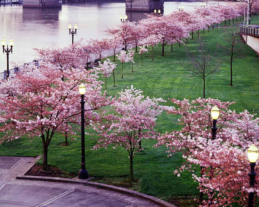Spring along the Waterfront #3, Portland, Oregon, USA, 2003