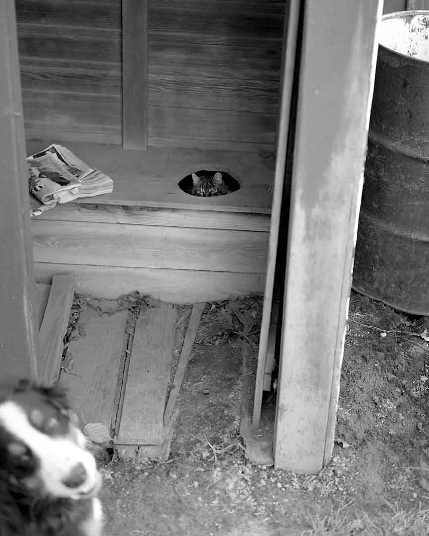 Cat and Dog, Mt. Angel, Oregon, USA, 2003