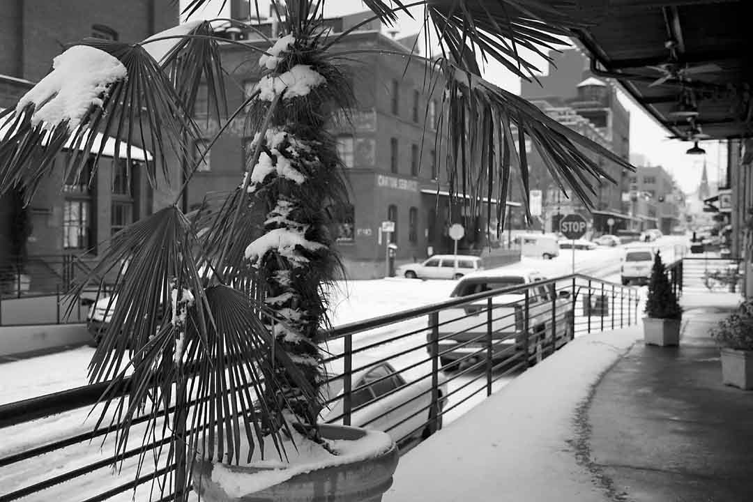 Palm in Snow #7, Portland, Oregon, USA, 2004