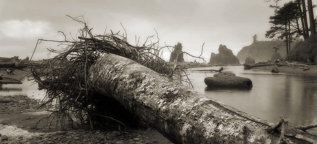 Fallen Tree #2, Olympic Peninsula, Washington, USA, 2004