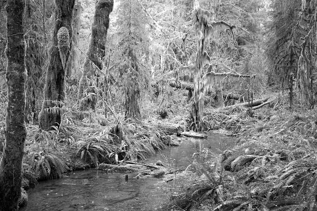 Hoh Rainforest #12, Olympic Peninsula, Washington, USA, 2004