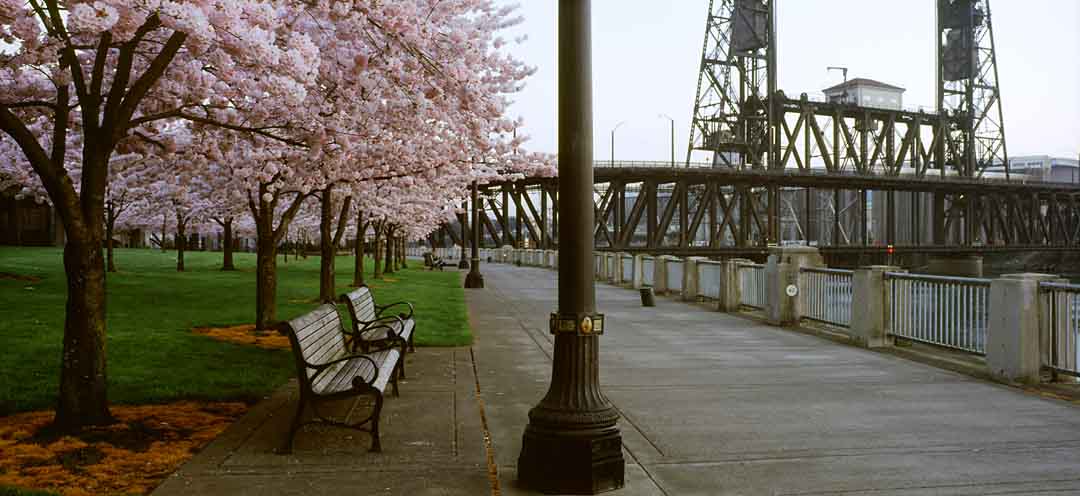 Bench and Blossoms #7, Portland, Oregon, USA, 2004