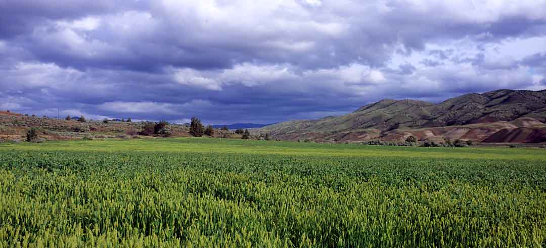 Fields #7, Painted Hills, Oregon, USA, 2004