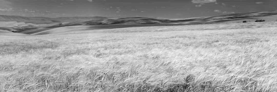 Wheatfields #16, Columbia Plateau, Oregon, USA, 2004