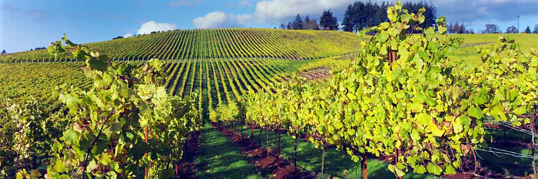 Fall Vineyards #5, Jefferson, Oregon, USA, 2004