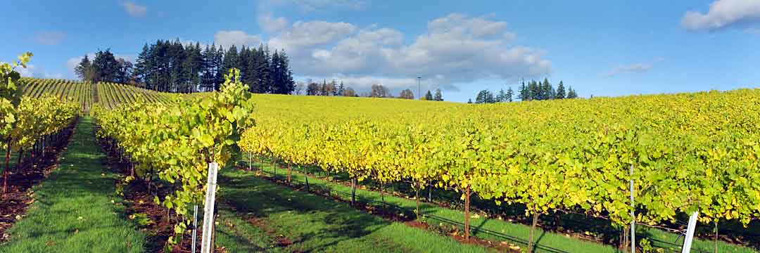 Fall Vineyards #11, Jefferson, Oregon, USA, 2004