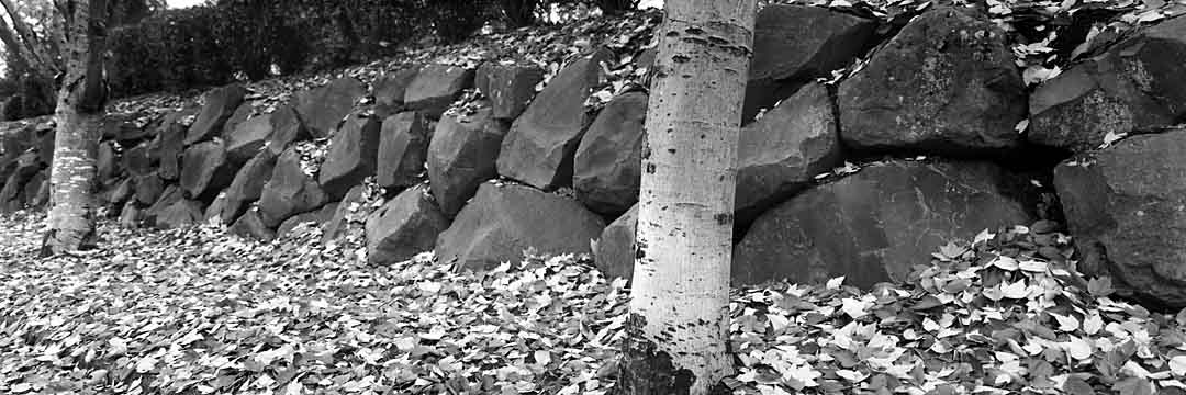 Leaves on Rock Wall #4, Tualatin, Oregon, USA, 2004