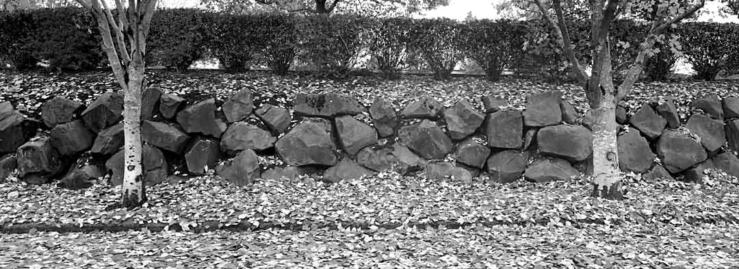Leaves on Rock Wall #6, Tualatin, Oregon, USA, 2004