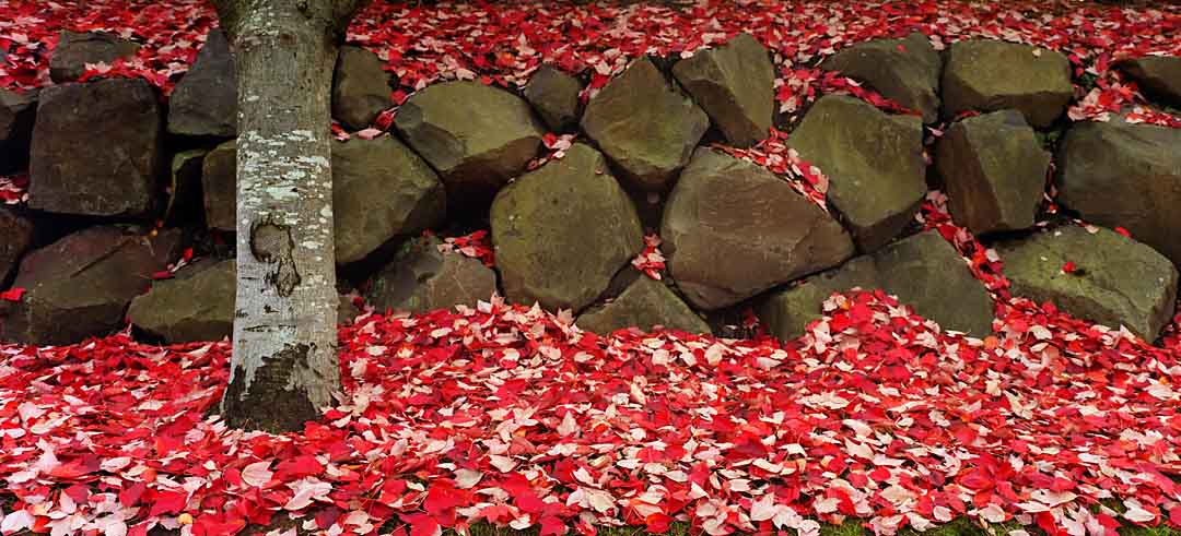 Leaves on Rock Wall #1, Tualatin, Oregon, USA, 2004