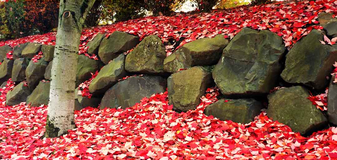 Leaves on Rock Wall #3, Tualatin, Oregon, USA, 2004