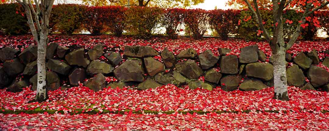 Leaves on Rock Wall #5, Tualatin, Oregon, USA, 2004