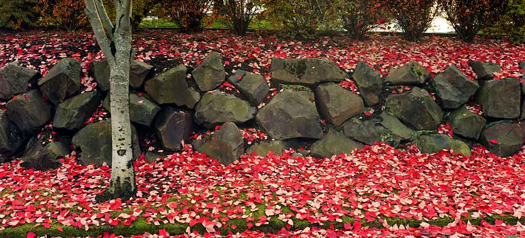 Leaves on Rock Wall #9, Tualatin, Oregon, USA, 2004