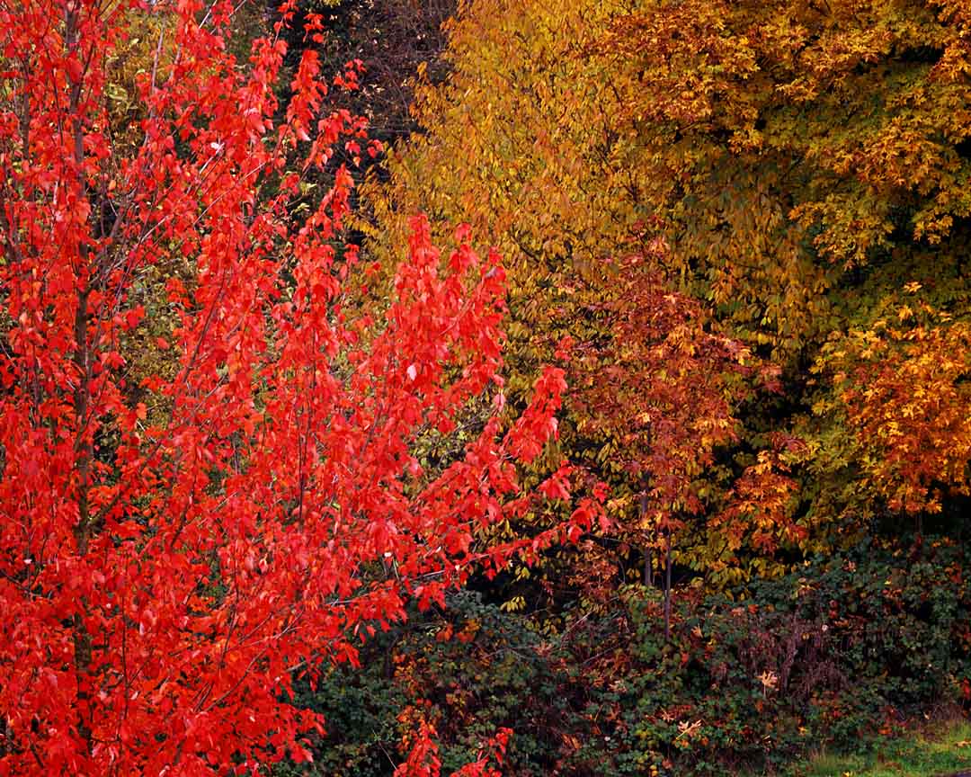 Red on Green #3, Tualatin, Oregon, USA, 2004
