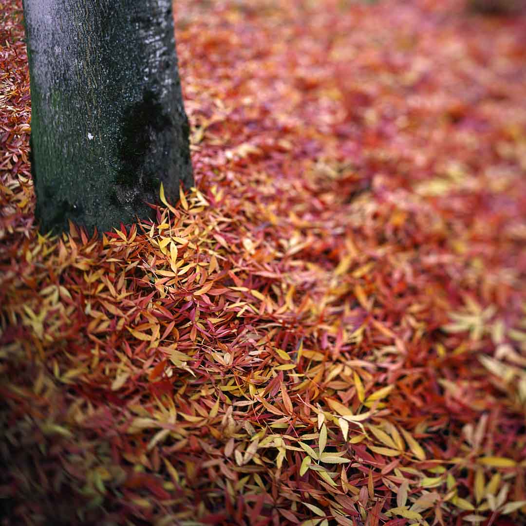Leaves against Tree #2, Tualatin, Oregon, USA, 2004