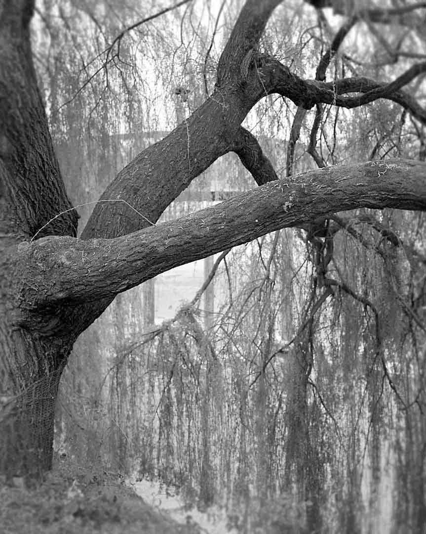 Tree along Waterfront #3, Portland, Oregon, USA, 2005