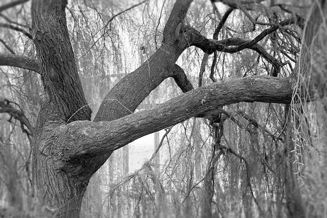 Tree along Waterfront #4, Portland, Oregon, USA, 2005