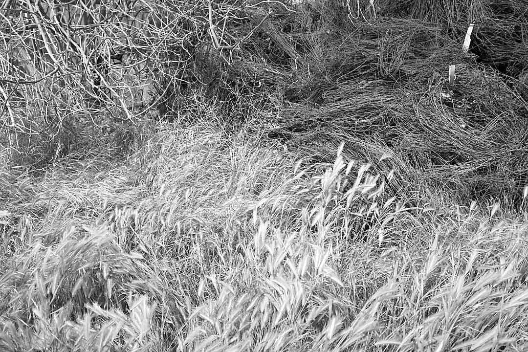 Weeds and Wire #1, Columbia Plateau, Oregon, USA, 2005