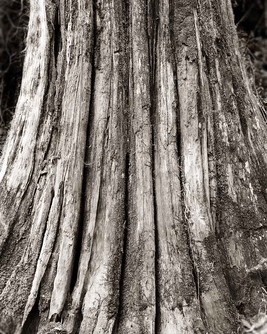 Cedar Trunk #1, Tillamook State Forrest, Oregon, USA, 2005