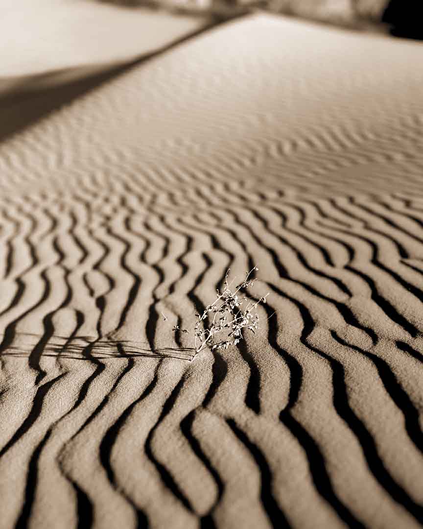 Sage in Sand #2, Coral Pink Sand Dunes, Utah, USA, 2001