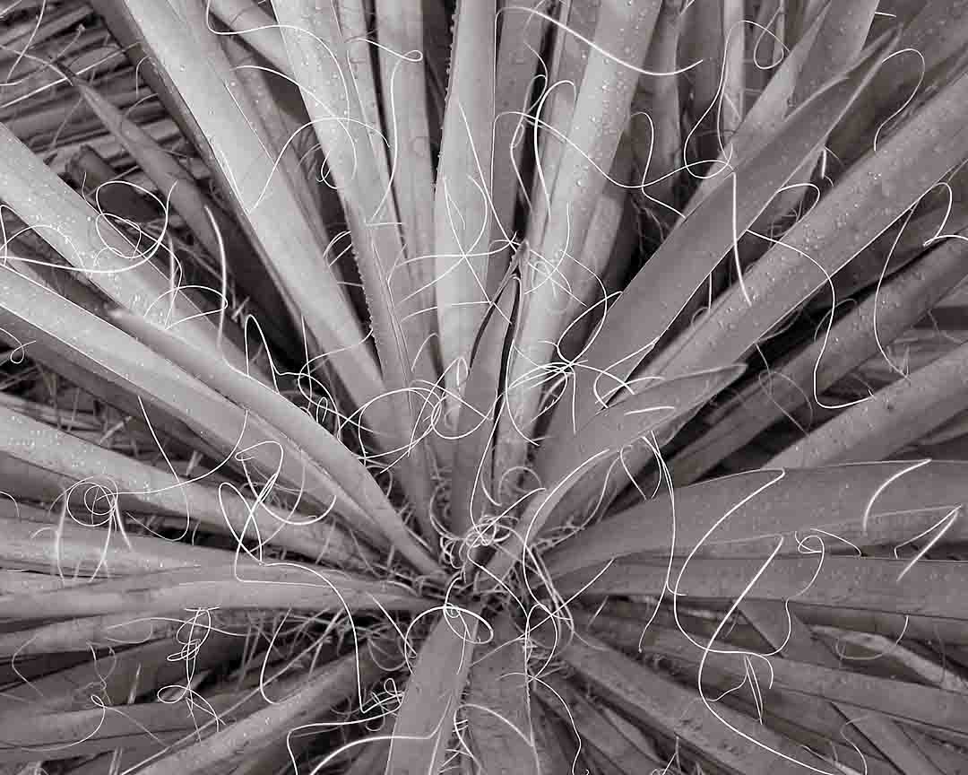 Yucca #9, Tonto National Forest, Arizona, USA, 2006