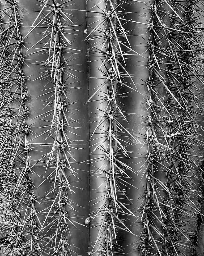 Saguaro #8, Tonto National Forest, Arizona, USA, 2006