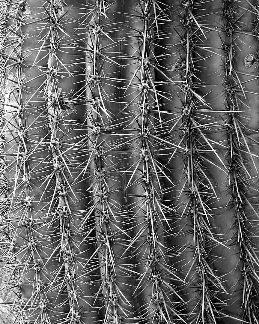 Saguaro #9, Tonto National Forest, Arizona, USA, 2006