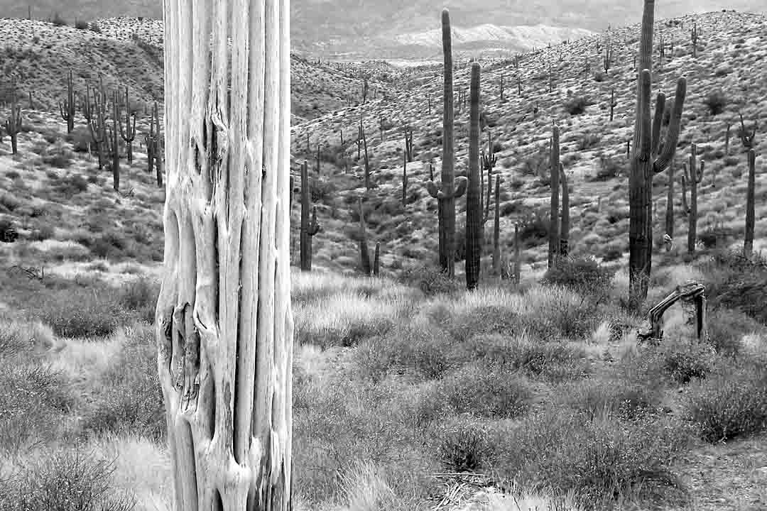Saguaro #11, Tonto National Forest, Arizona, USA, 2006