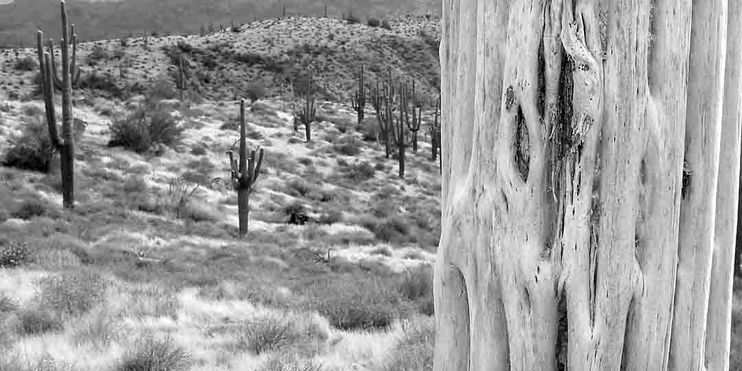 Saguaro #12, Tonto National Forest, Arizona, USA, 2006