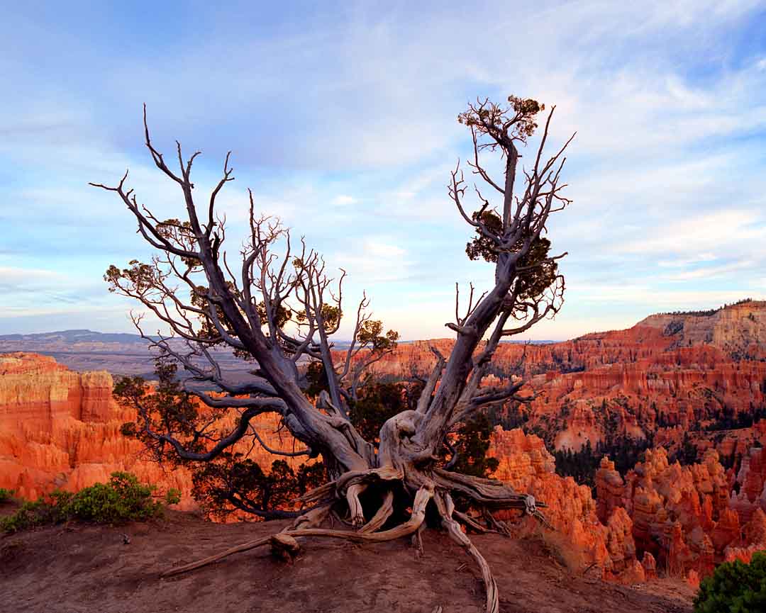 Tree at Sunset Point #2, Bryce Canyon, Utah, USA, 2001