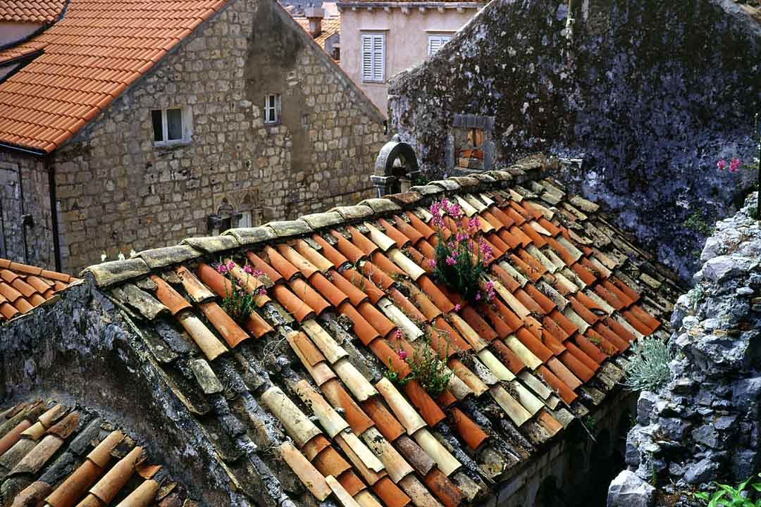 Flowers on Roof, Dubrovnik, Croatia, 2003