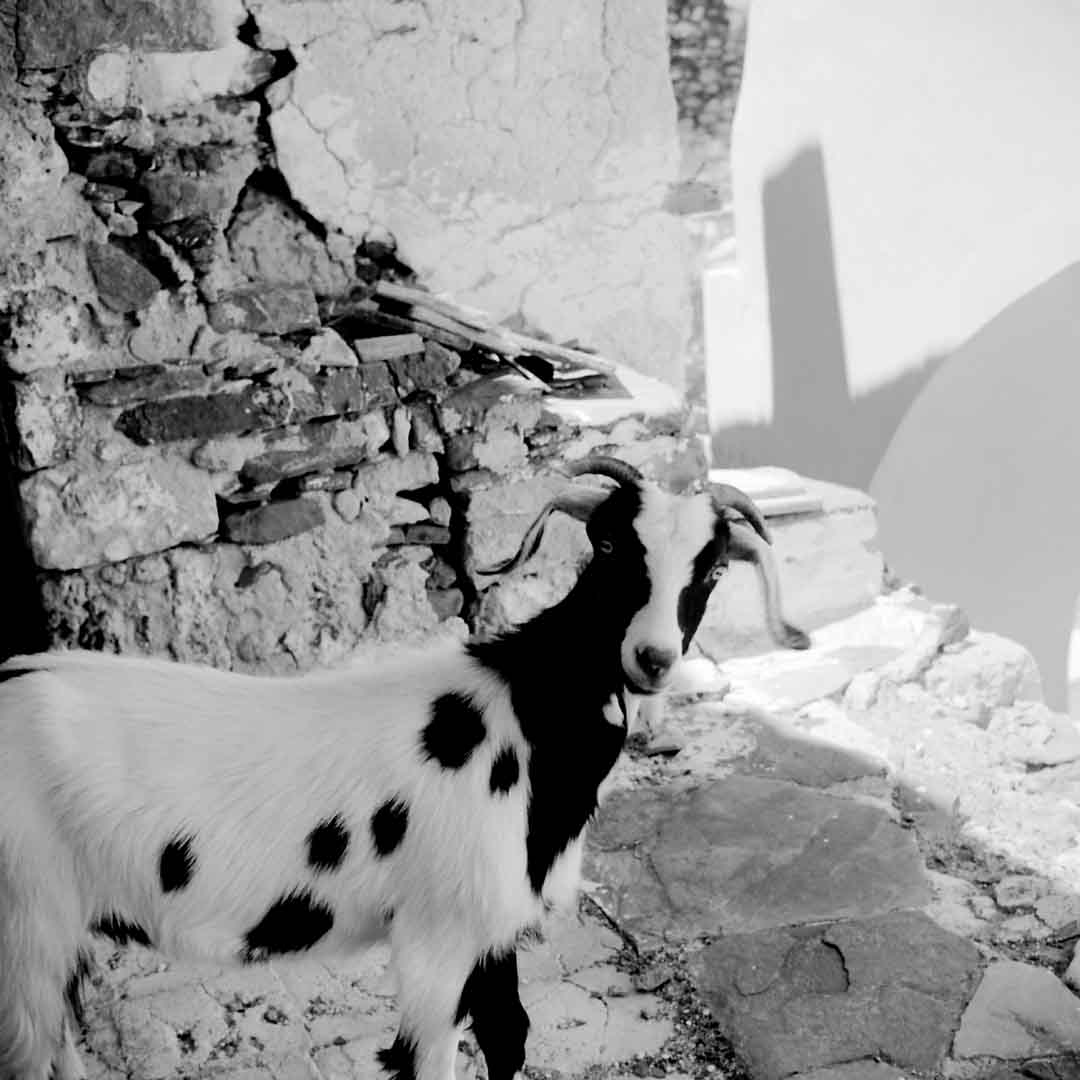 Kastro Goat, Astipalea, Greece, 2002