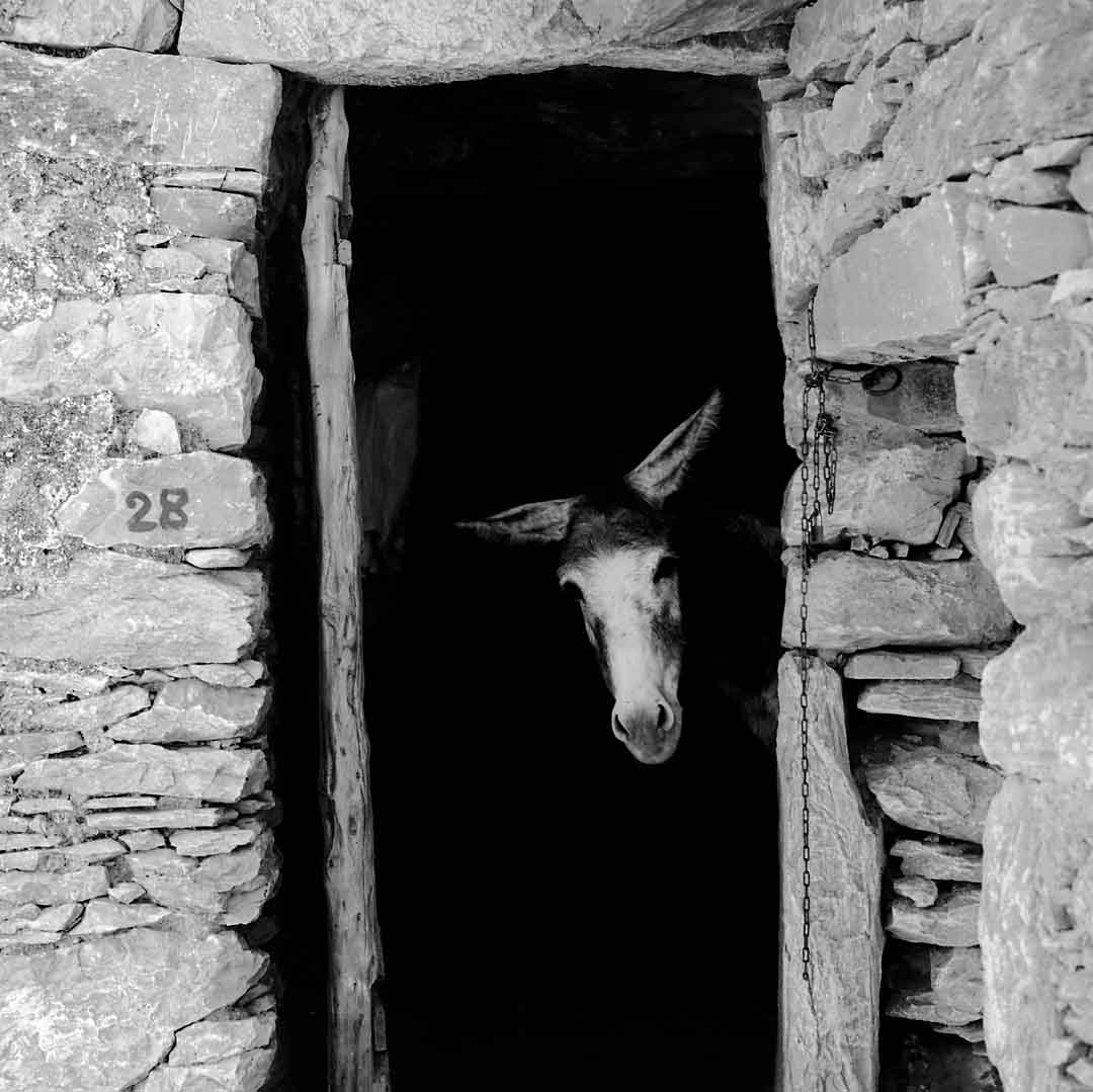 Donkey in House #4, Amorgos, Greece, 2002