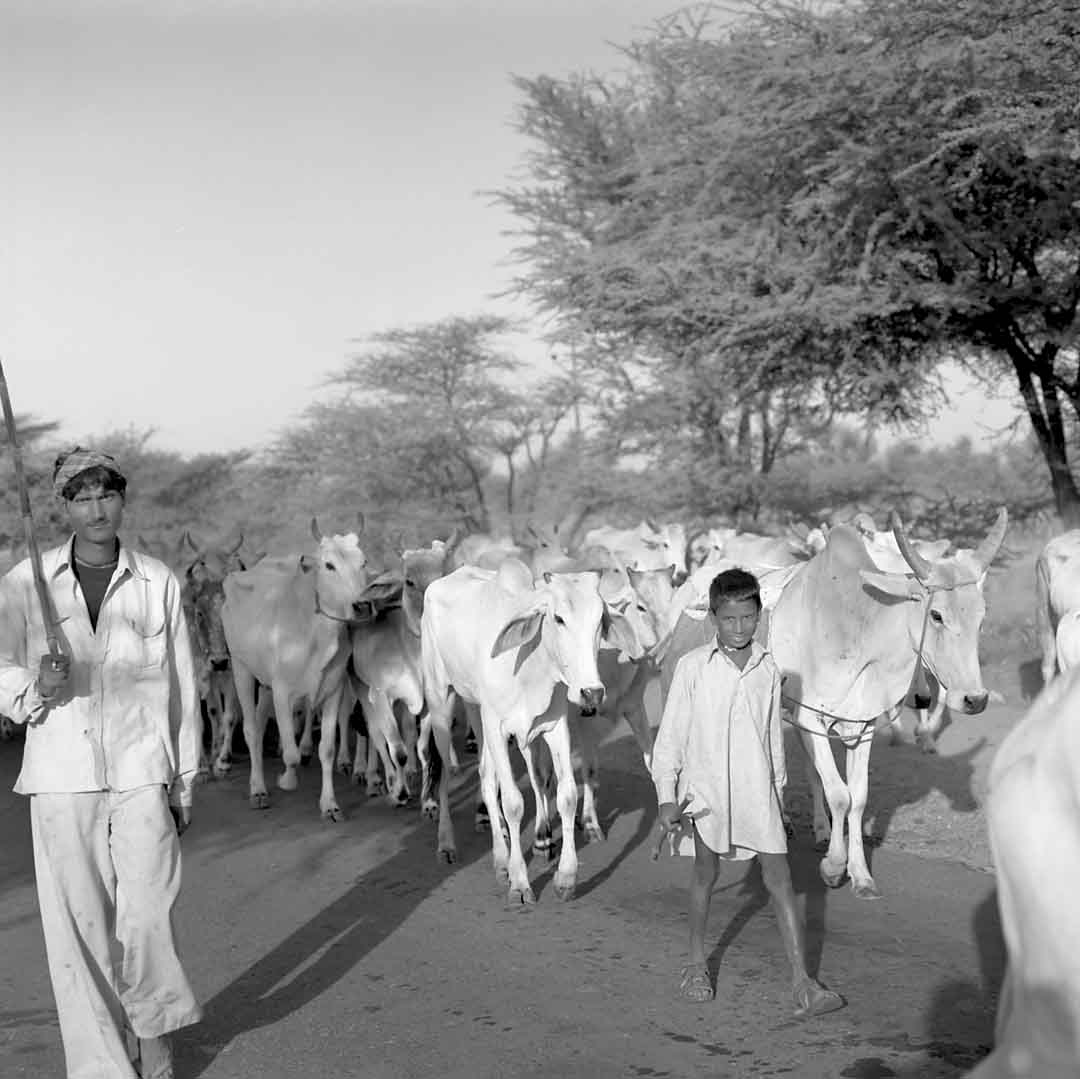 Road to Mandawa #5, Shekhawati, India, 2005