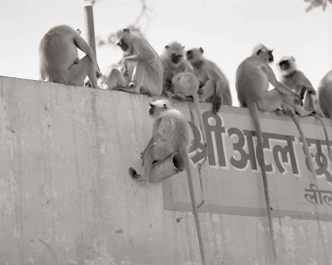 Monkey on Pipe #1, Pushkar, India, 2005