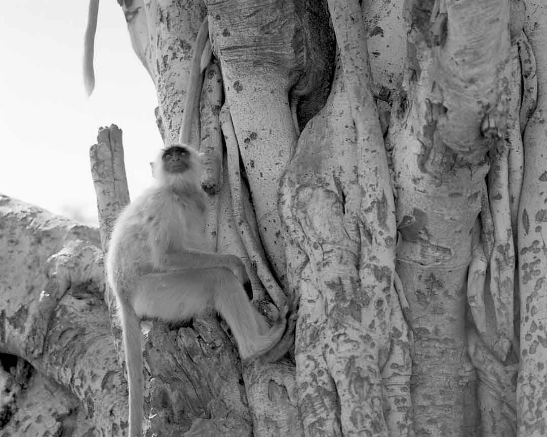 Monkey in Tree #4, Pushkar, India, 2005