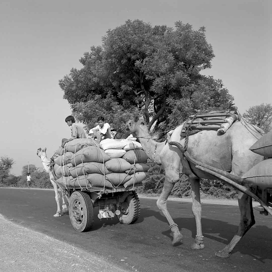 Road to Agra #2, Rajasthan, India, 2005