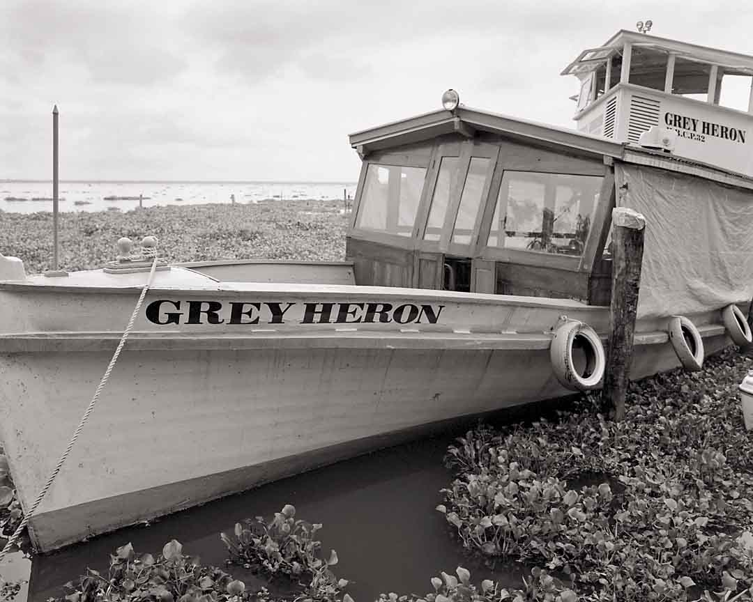 The Grey Heron #5, Lake Vembanad, India, 2005