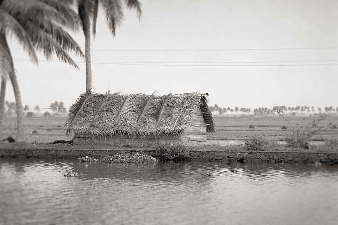 Rice Fields #12, Kumarakom, India, 2005