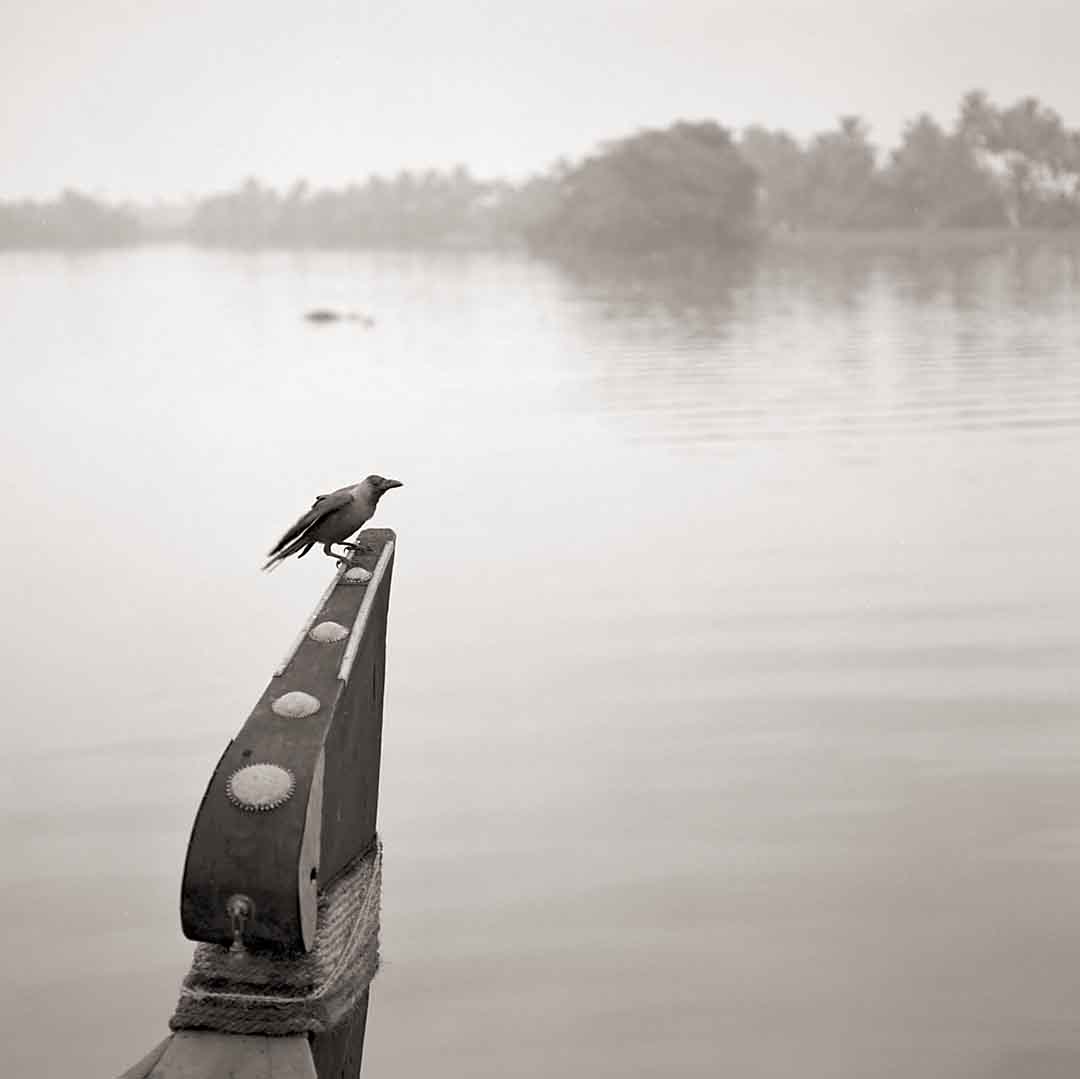 Morning Bird #8, Alappuzha, India, 2005