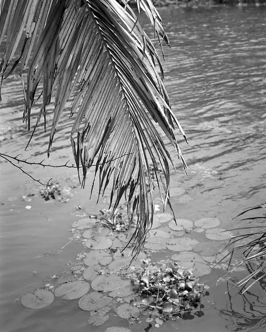 Palm over Canal #1, Kumarakom, India, 2005