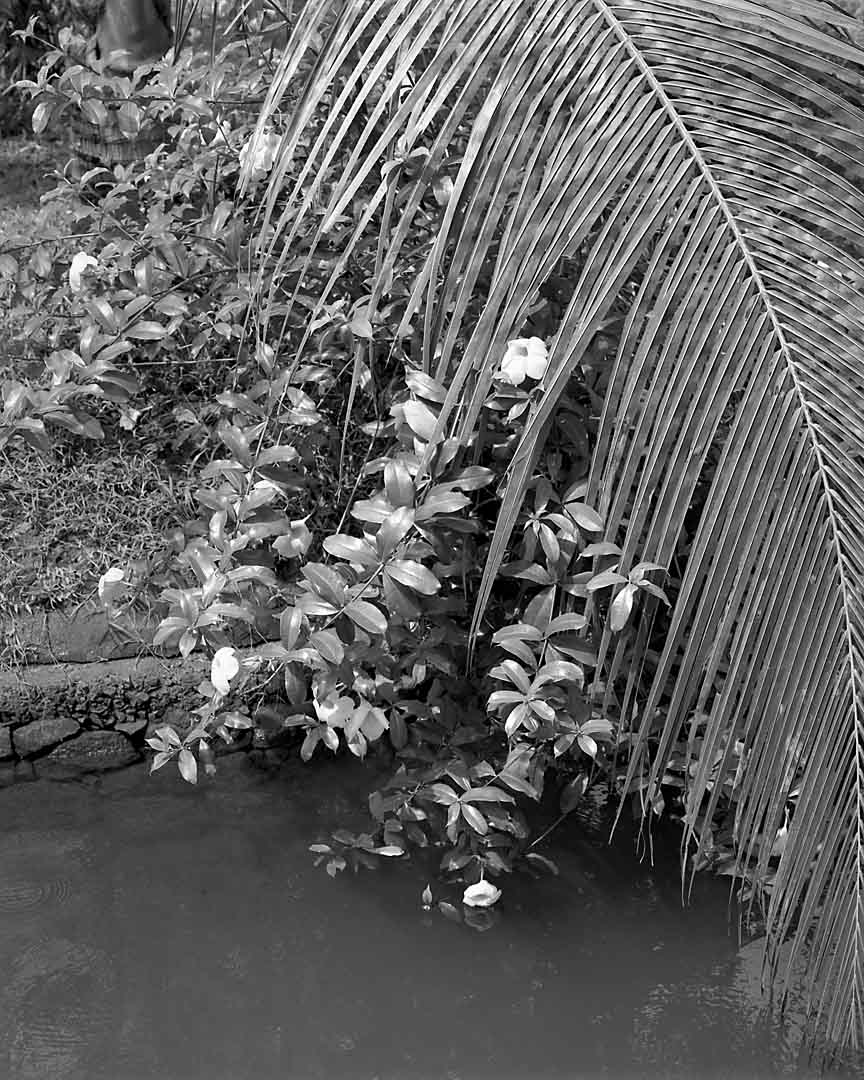 Palm over Canal #2, Kumarakom, India, 2005