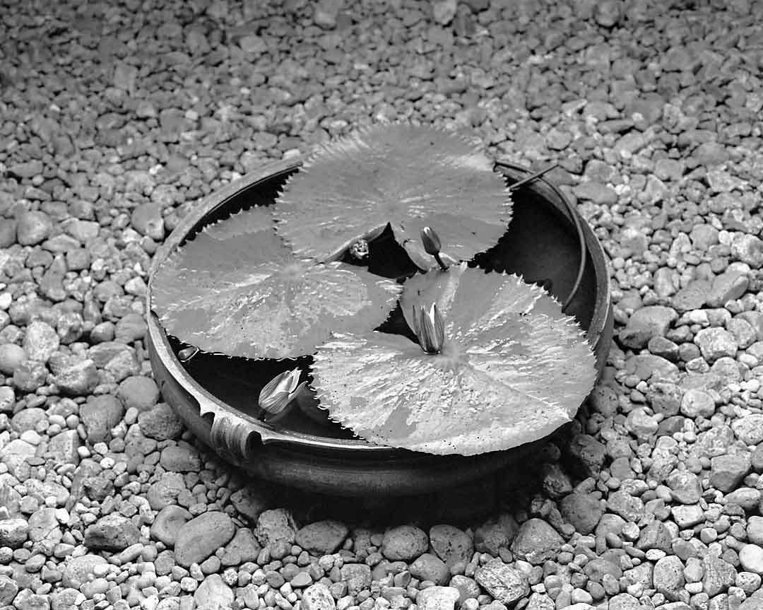 Lotuses and Stones #1, Coconut Lagoon, India, 2005