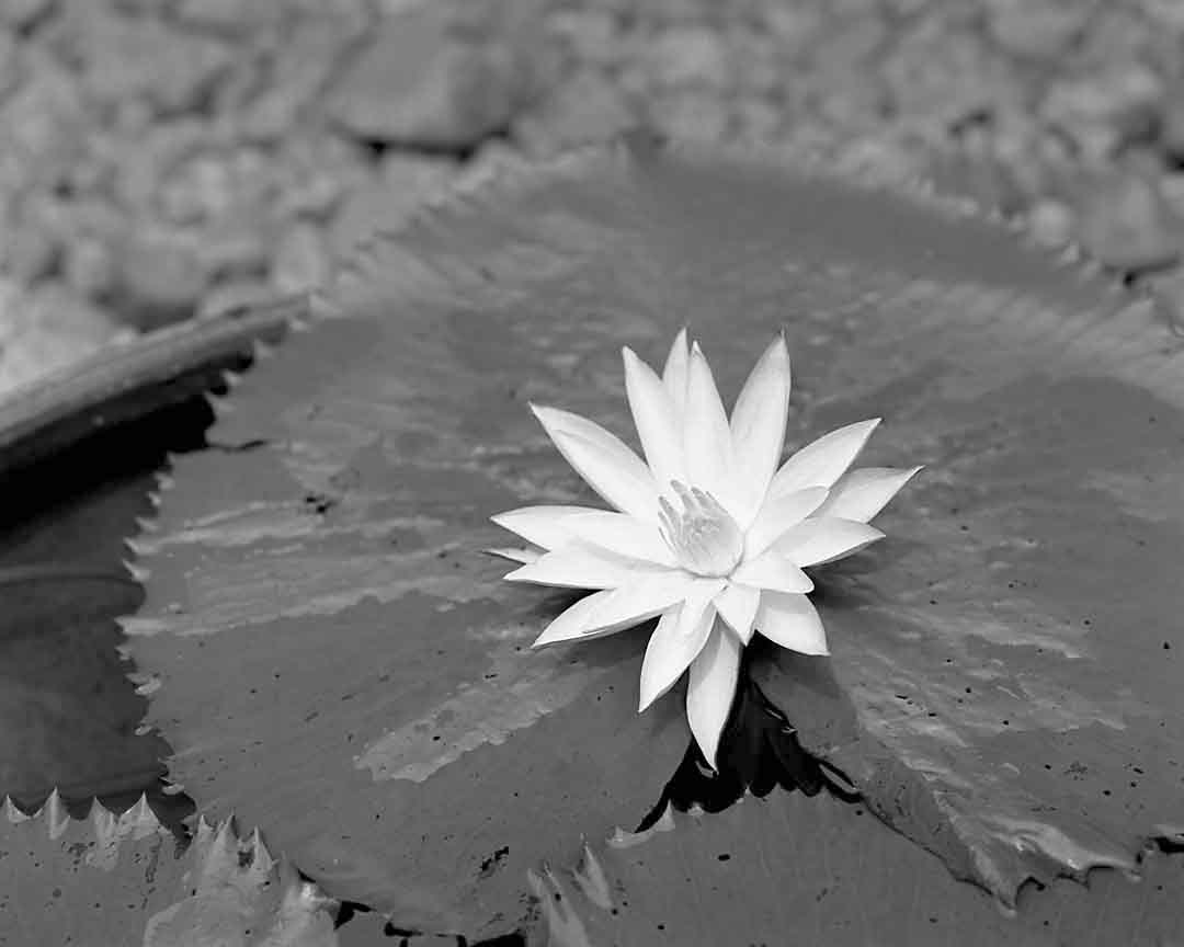 Lotus #2, Coconut Lagoon, India, 2005