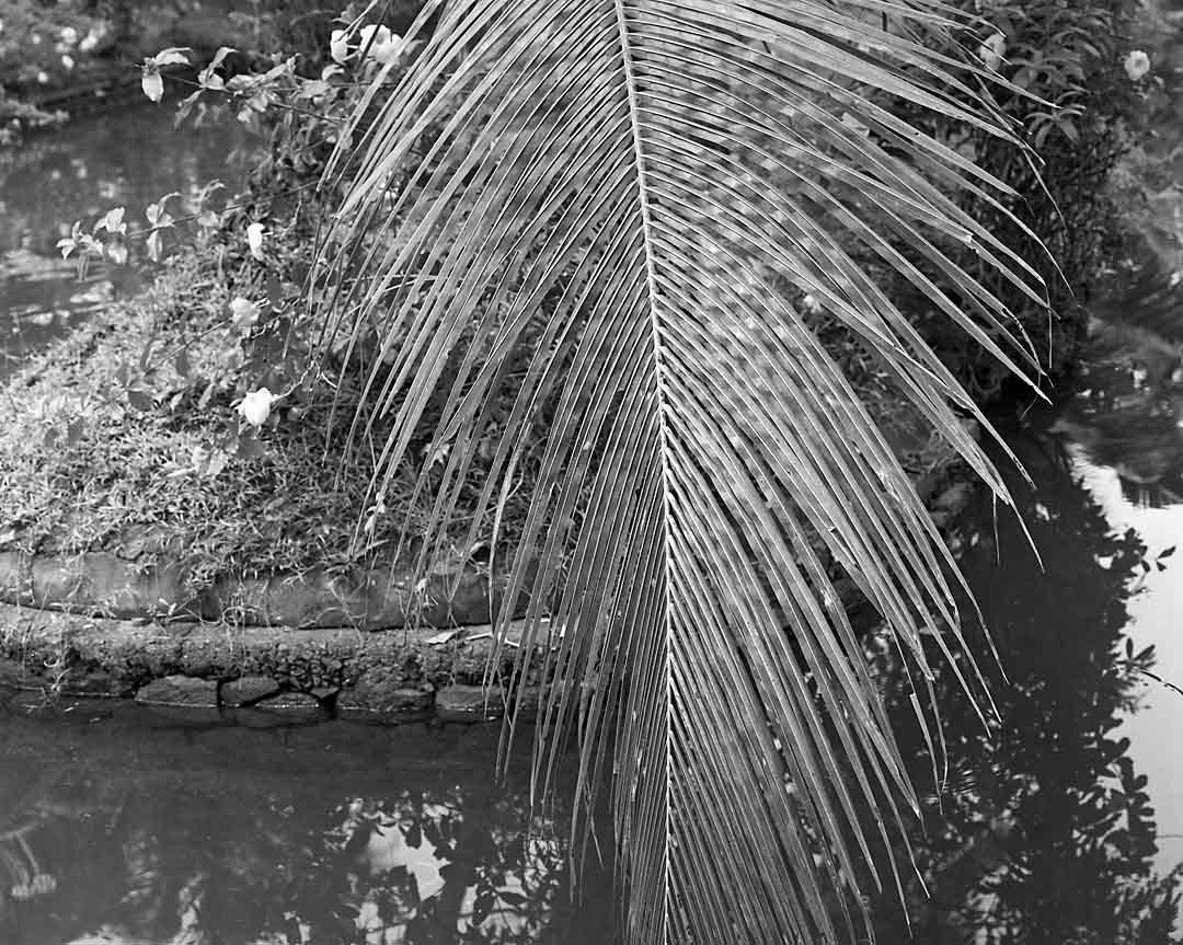 Palm over Canal #3, Kumarakom, India, 2005