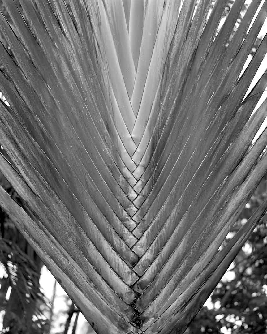 Palm #1, Coconut Lagoon, India, 2005