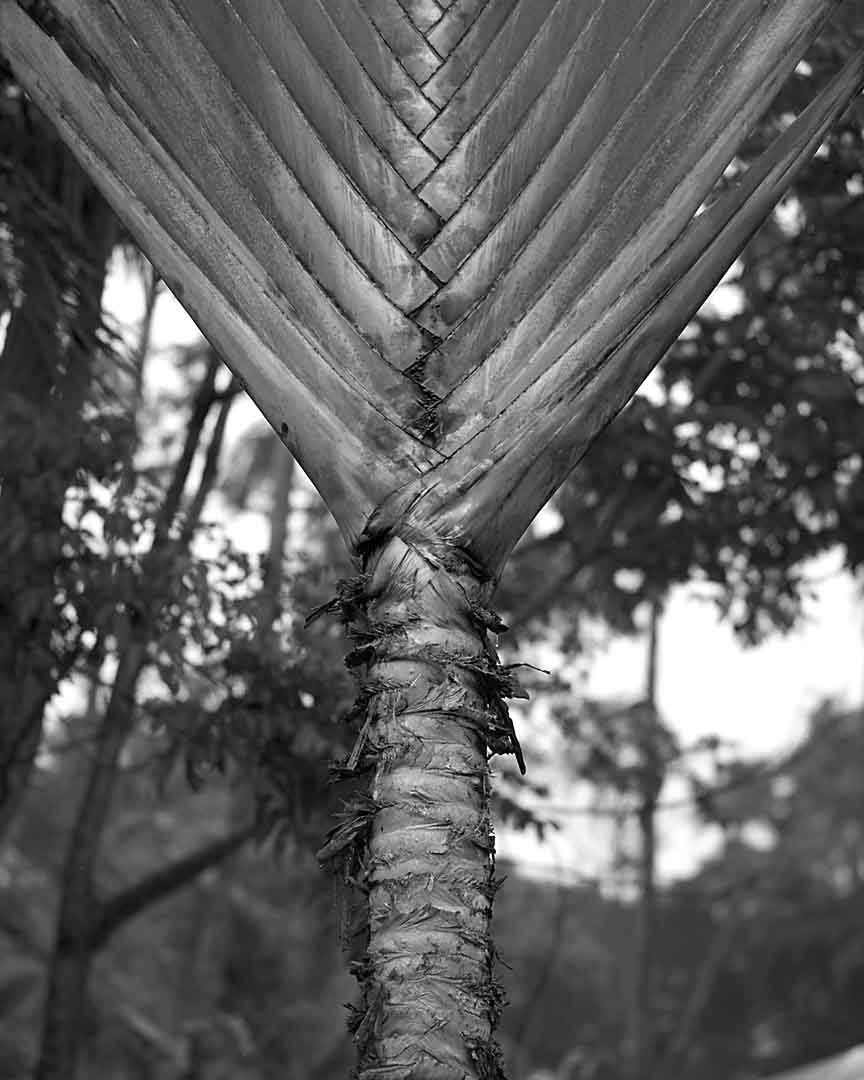 Palm #2, Coconut Lagoon, India, 2005