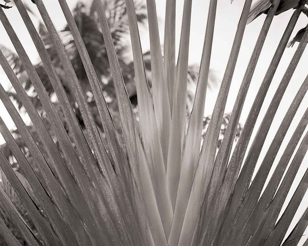 Palm #3, Coconut Lagoon, India, 2005