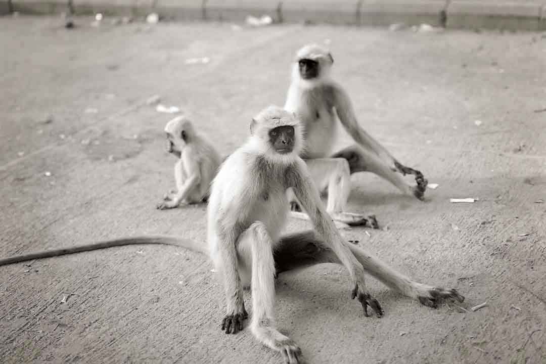 Monkey's Lot #1, Ranakpur, India, 2005